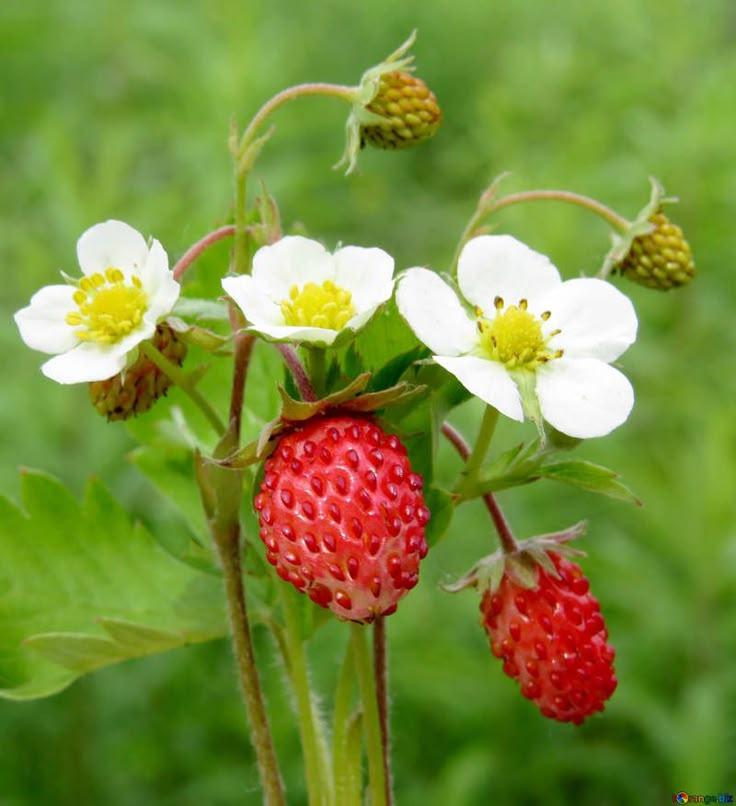 Country Patch: Artisanal Mixed Berries Selection